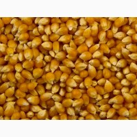 Семена гибридной кукурузы KWS Каньонс