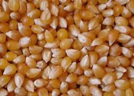 Фото 2. Семена гибридной кукурузы KWS Каньонс