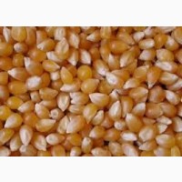 Семена гибридной кукурузы KWS Каньонс