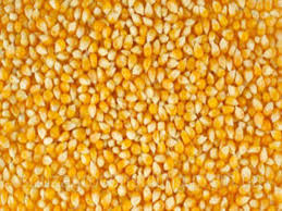Фото 3. Семена гибридной кукурузы KWS Каньонс
