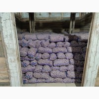 Продам семенной картофель, урожая 2021 года! сорт КОРОЛЕВА АННА, сорт БЕЛА РОСА