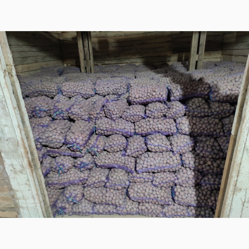 Фото 3. Продам семенной картофель, урожая 2021 года! сорт КОРОЛЕВА АННА, сорт БЕЛА РОСА