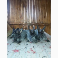 Кролики Полтавське Срібло