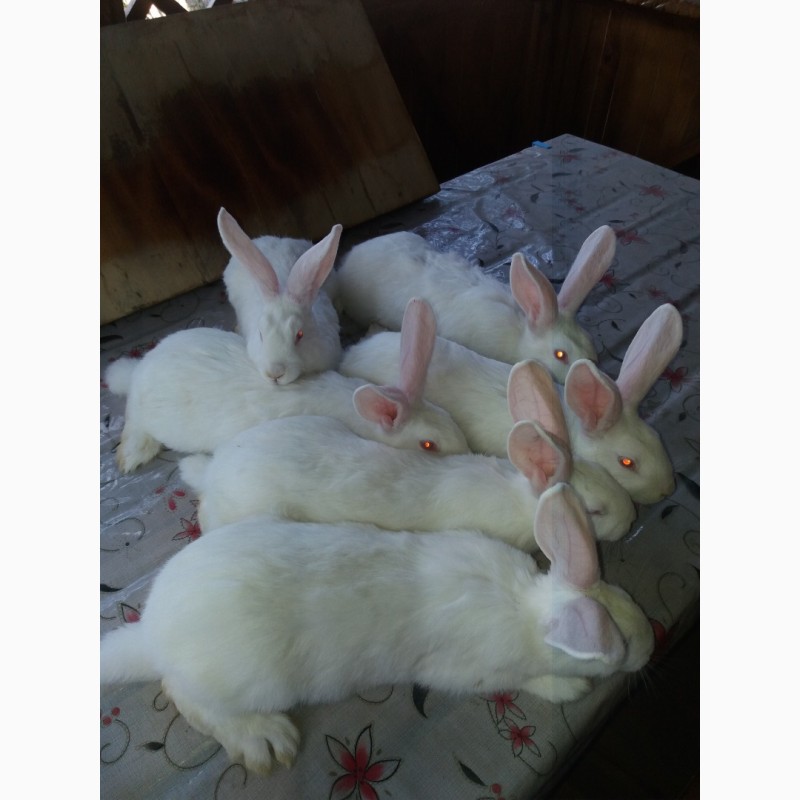 Фото 8. Кролики Полтавське Срібло
