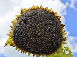 Фото 3. Насіння соняшника ЛЕЙЛА, Високоврожайний гібрид