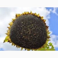 Насіння соняшника ЛЕЙЛА, Високоврожайний гібрид