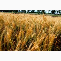 Насіння озимої пшениці сорт Соломія, середньорання, еліта