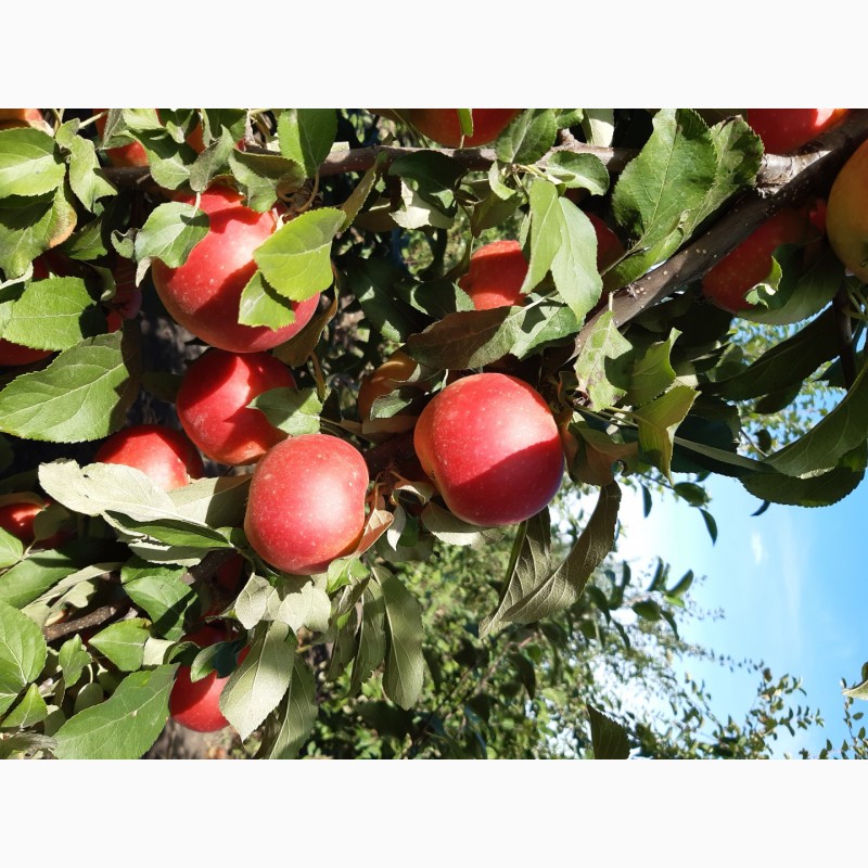 Фото 4. Продам яблука Айдаред малин