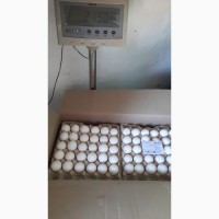 Экспортируем куриное столовое яйцо в страны Азии