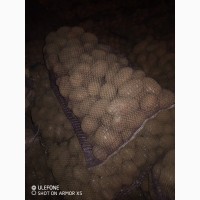 Продам товарну картоплю Белароса, Тайфун