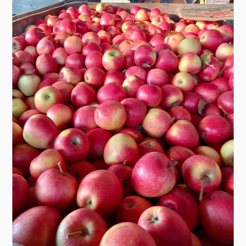 Фото 2. Продам яблоки высшего сорта от 4грн