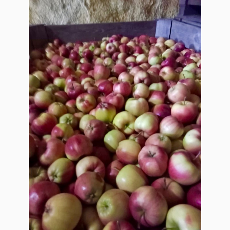 Фото 3. Продам яблоки высшего сорта от 4грн