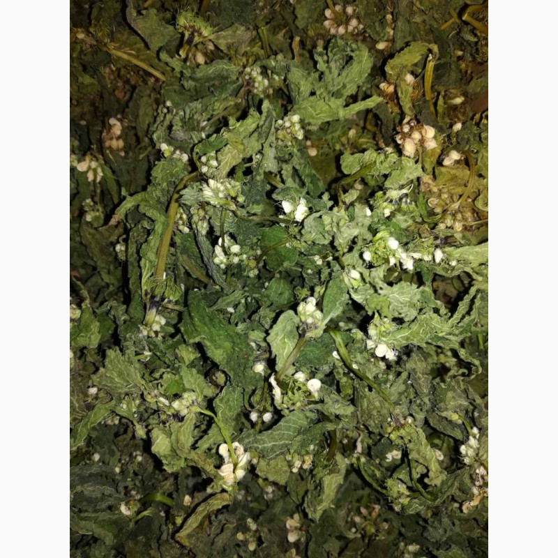 Фото 4. Продам сушену траву (з цвітом) та сухий цвіт яснотки білої(глуха кропива), збір 2022 року