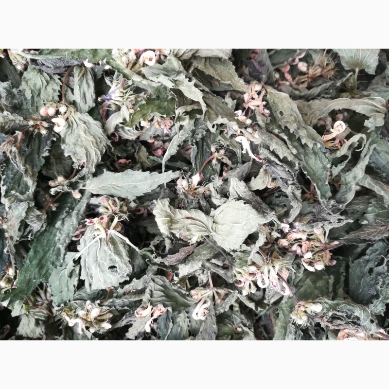 Фото 7. Продам сушену траву (з цвітом) та сухий цвіт яснотки білої(глуха кропива), збір 2022 року