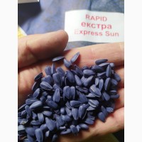 Продам семена подсолнечника Рапид (фракция экстра), устойчив к заразихе, высокомасляничный