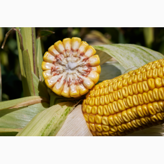 RAGT насіння кукурудзи РЖТ ЕККЗАКТ
