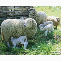 Продам котных овец романовской породы
