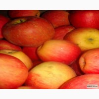 Продам яблоки зимних сортов (ручной сбор) самовывоз - 5 грн