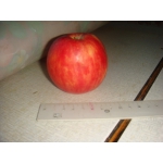 Продам яблоки зимних сортов (ручной сбор) самовывоз - 5 грн