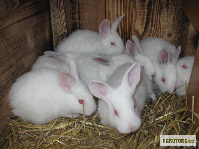 Фото 2. Кролики мясных и элитно-меховых пород