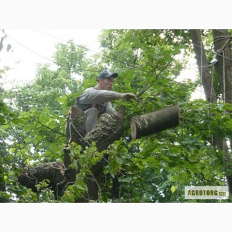 Удаление деревьев Киев. Кронирование, обрезка деревьев