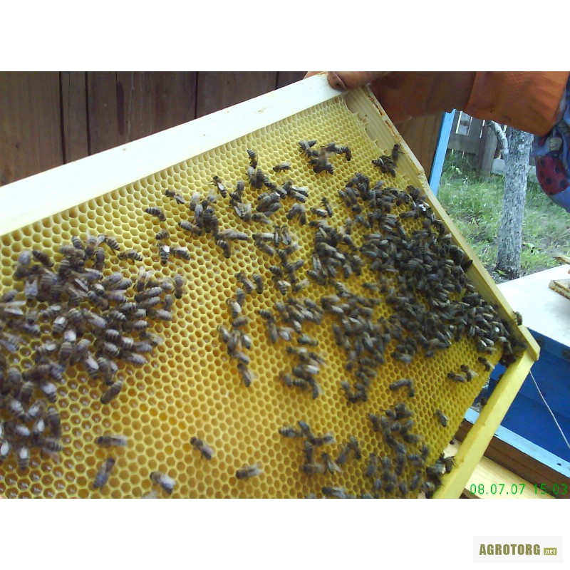 Что такое вощина в пчеловодстве фото
