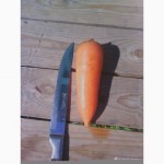 Продам морковь ( Абако)