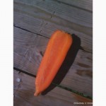 Продам морковь ( Абако)