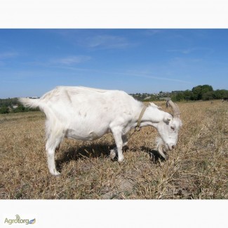 Продам кози породи Ламанча