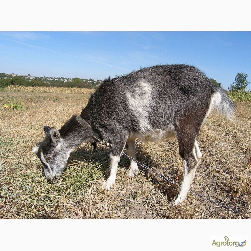 Фото 3. Продам кози породи Ламанча