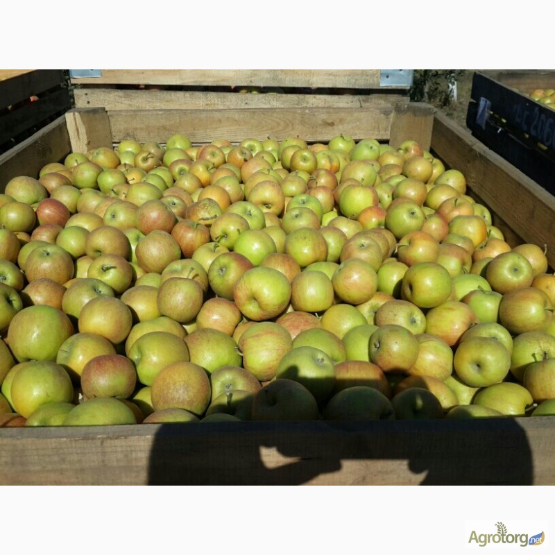 Фото 4. Продам яблоки.ОПТ. Голден/Декоста/Джонаголд/ Жерамин