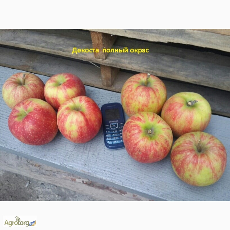 Фото 5. Продам яблоки.ОПТ. Голден/Декоста/Джонаголд/ Жерамин