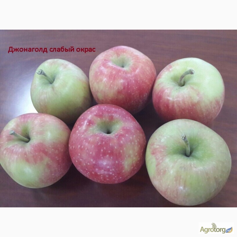 Фото 6. Продам яблоки.ОПТ. Голден/Декоста/Джонаголд/ Жерамин