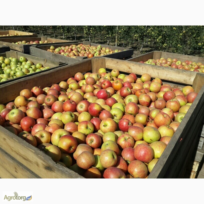 Фото 7. Продам яблоки.ОПТ. Голден/Декоста/Джонаголд/ Жерамин