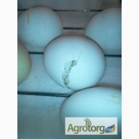 Продам яйцо инкубационное