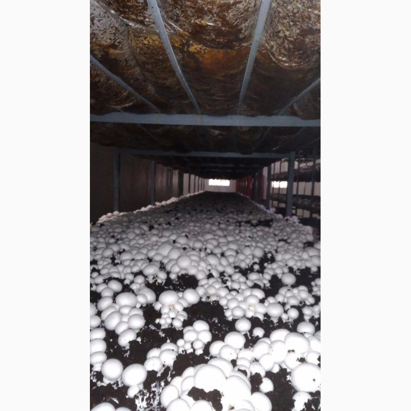 Фото 2. Продам гриби шампіньйони, до 30 000 кг щомісячно