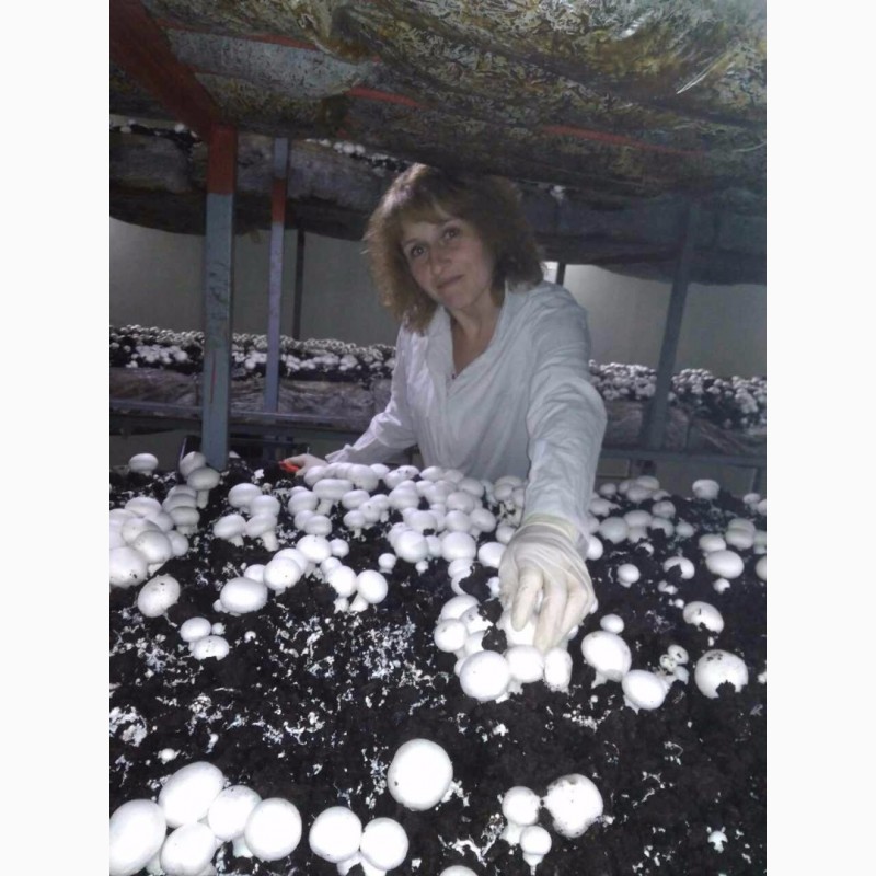 Фото 3. Продам гриби шампіньйони, до 30 000 кг щомісячно