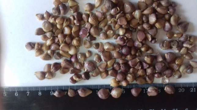 Фото 2. Семена воздушка озимого чеснока сорт Любаша, чеснок высокой калибровки