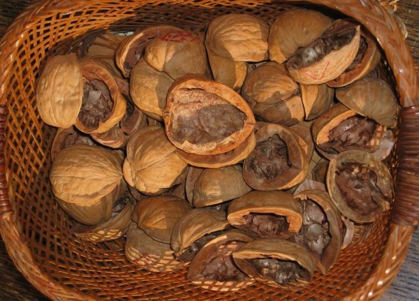Фото 2. Продам скорлупа грецького ореха