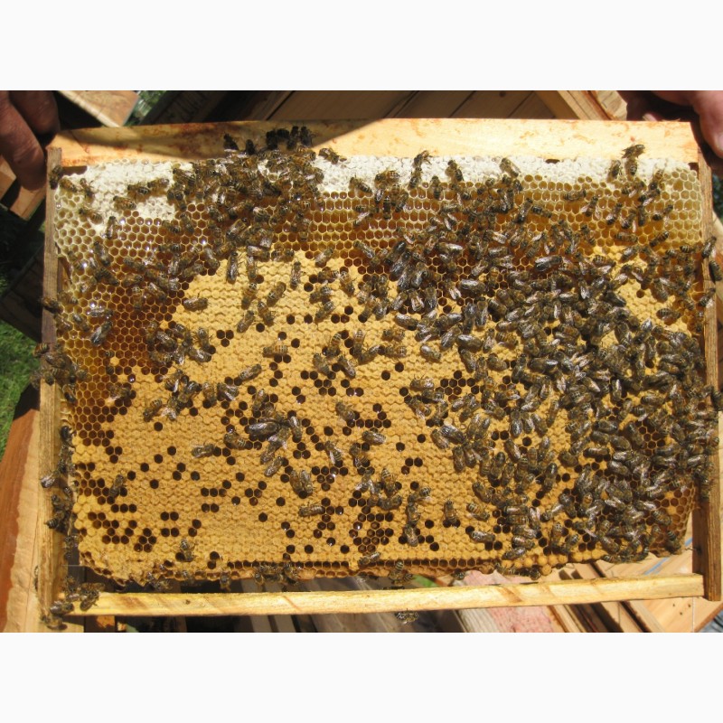 Реалізовує бджолопакети карпатської породи високої якості