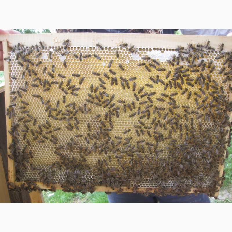 Фото 2. Реалізовує бджолопакети карпатської породи високої якості
