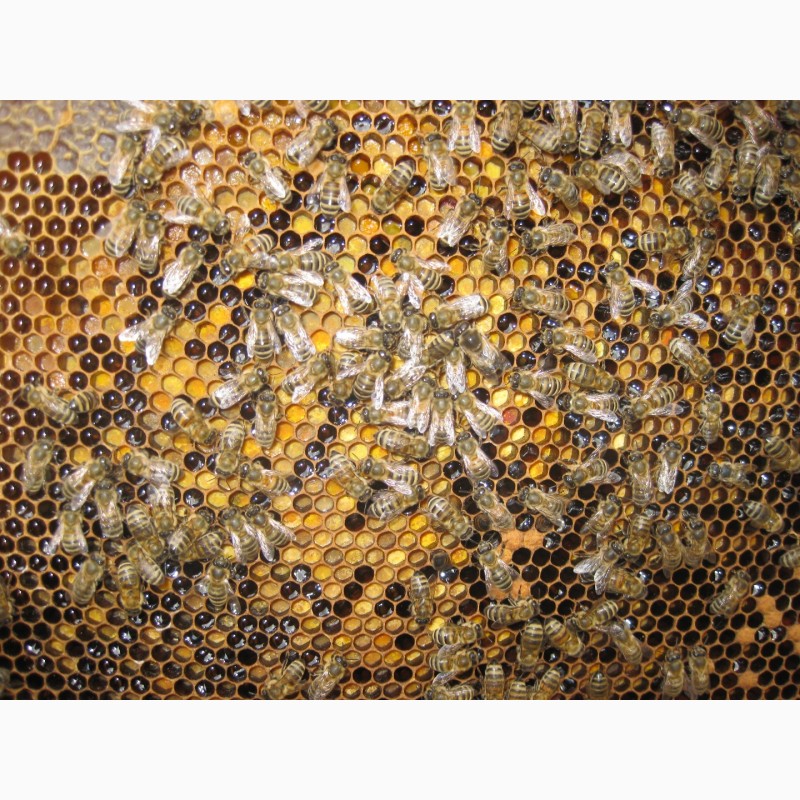 Фото 3. Реалізовує бджолопакети карпатської породи високої якості