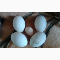Гуси Холмогор інкубаційні яйця