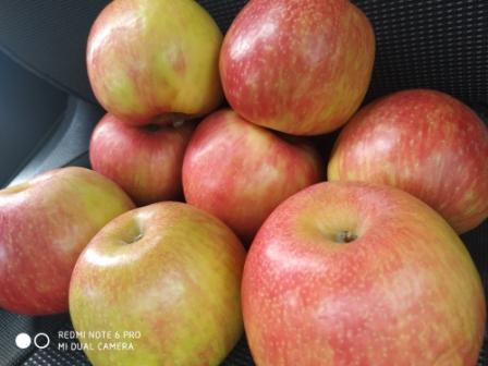 Фото 5. Продам яблука високої якості, з холодильника