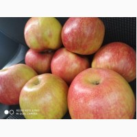 Продам яблука високої якості, з холодильника