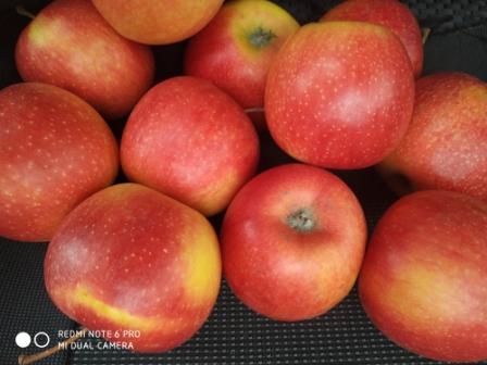 Фото 4. Продам яблука високої якості, з холодильника