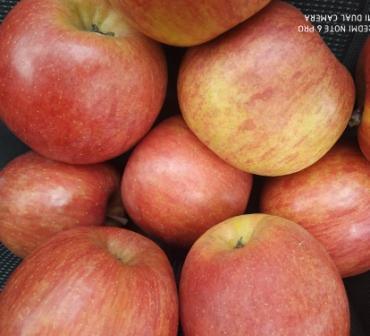 Фото 3. Продам яблука високої якості, з холодильника