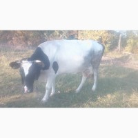 Продам корову по вигодні ціні