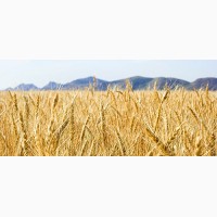 Закупка фуражного зерна по Україні+самовивіз