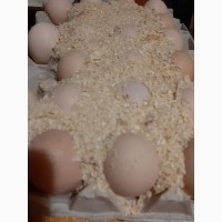 Мастер грей яйца инкубационные